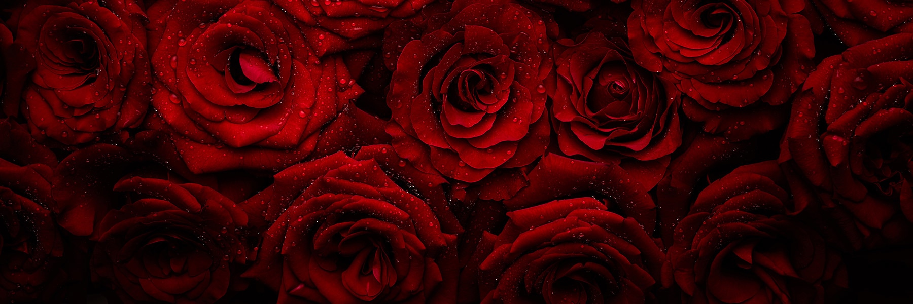 Red roses with water droplets densely fill the frame, creating a lush, textured background of vibrant petals.