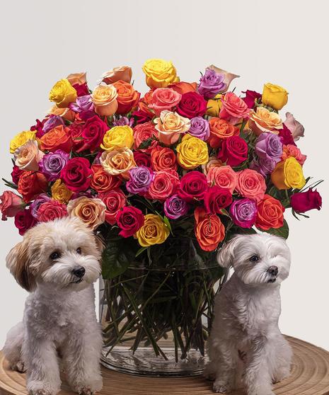 100 Rainbow Roses