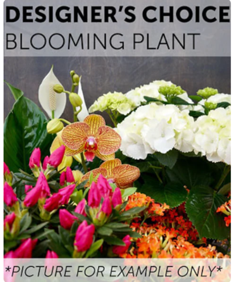 Designer's Choice - Blooming Plant