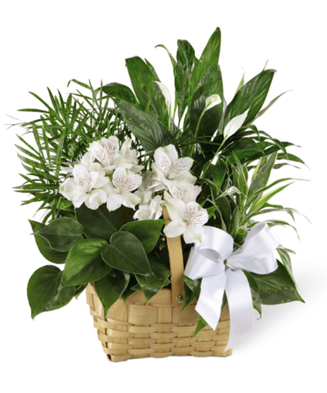 FTD Peace and Serenity Dishgarden Planter