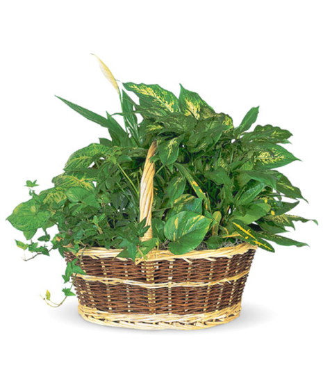 Large Dish Garden Basket