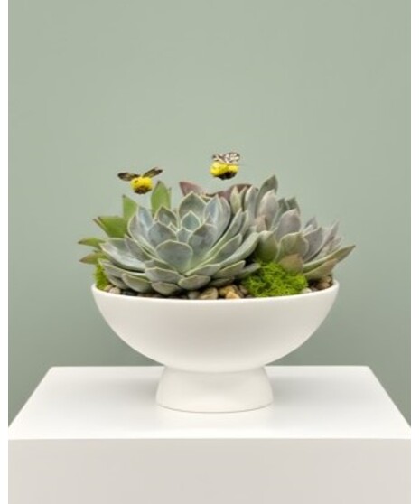 Mom's Succulent Oasis