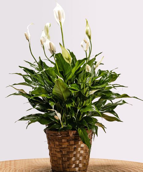 Plants