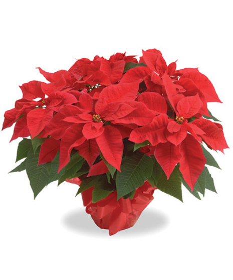 Poinsettia Plant