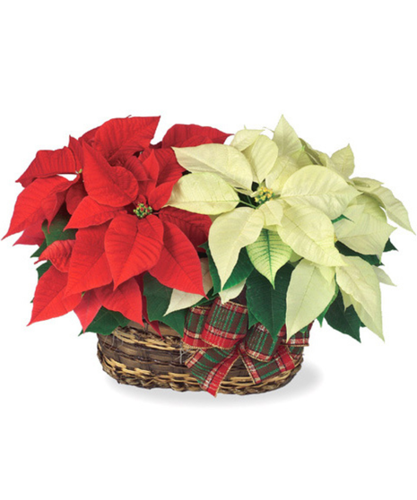 Twin Poinsettia Basket