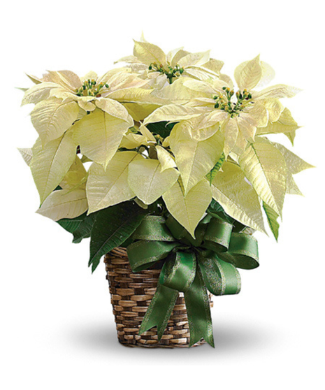 White Poinsettia in Basket