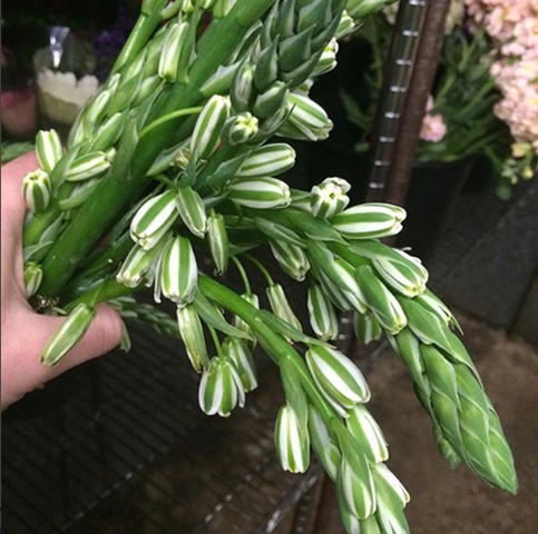 Albuca