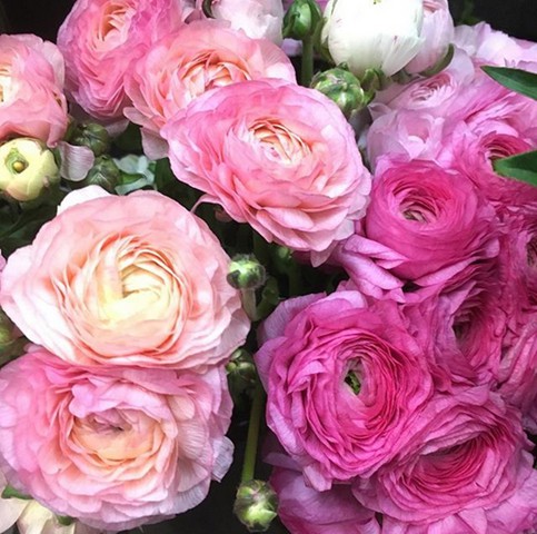 Assorted Ranunculus