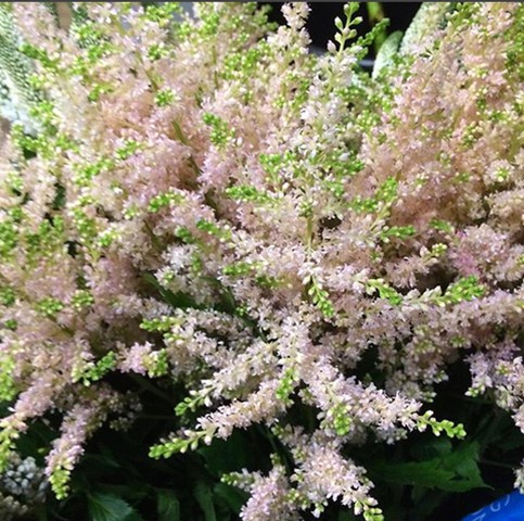Astilbe