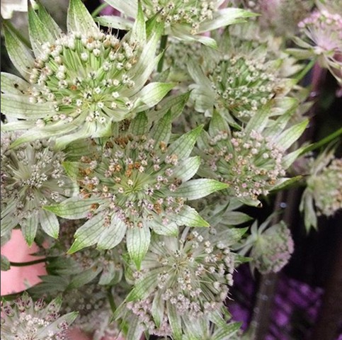 Astrantia