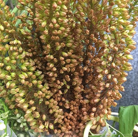 Bronze Eremurus
