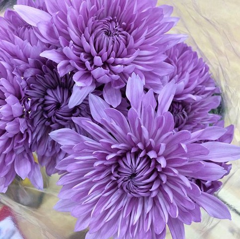 Carina Cremon Disbud