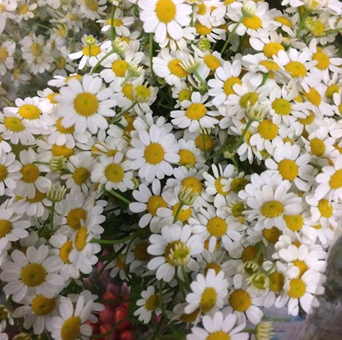 Chamomile