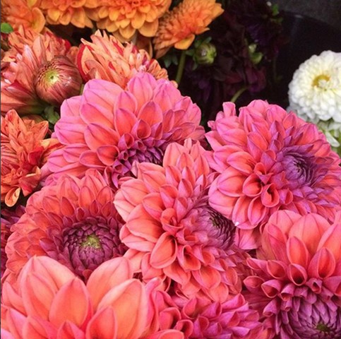 Dahlias