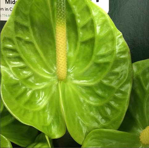 Green Anthurium