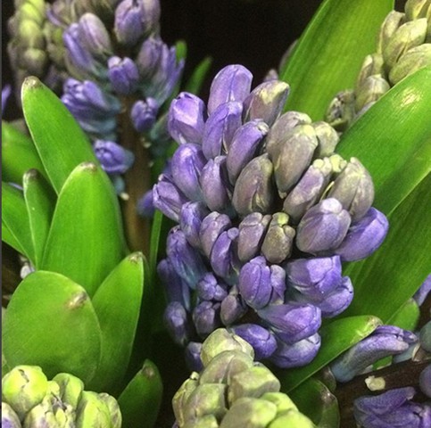 Hyacinth