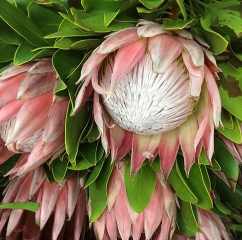King Protea