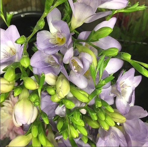 Lavender Freesia