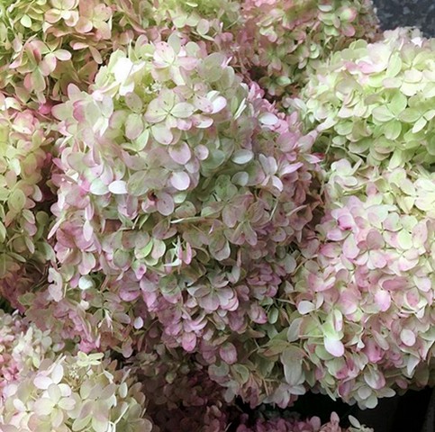 Limelight Hydrangea