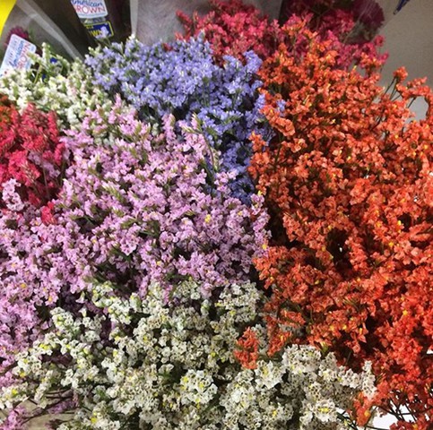 Limonium