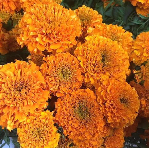Marigolds