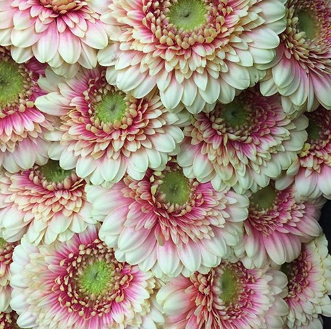 Mini Gerbera Daisies