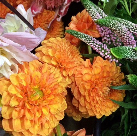 Orange Dahlias