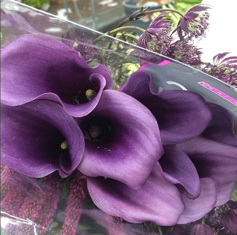 Paco Mini Calla Lily