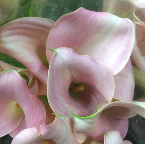 Perle Rose Mini Calla