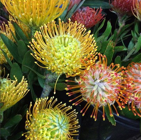 Pin Cushion Protea