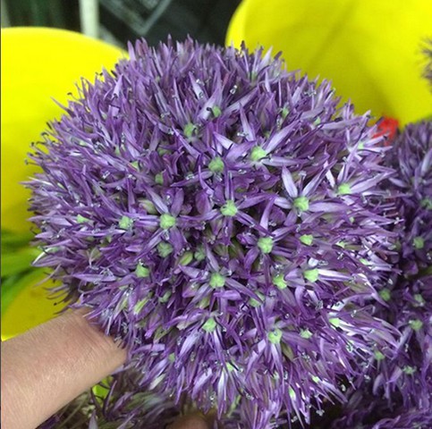 Pinball Wizard Allium 