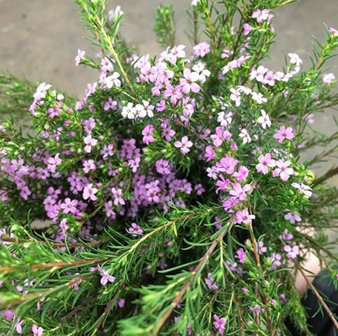 Pink Diosma