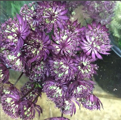 Purple Astrantia