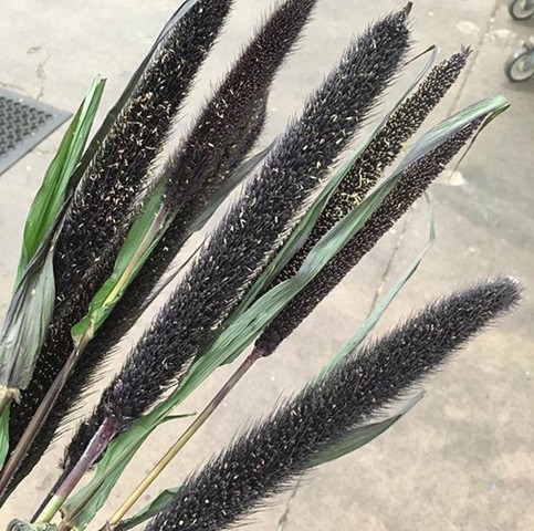 Purple Majestic Millet