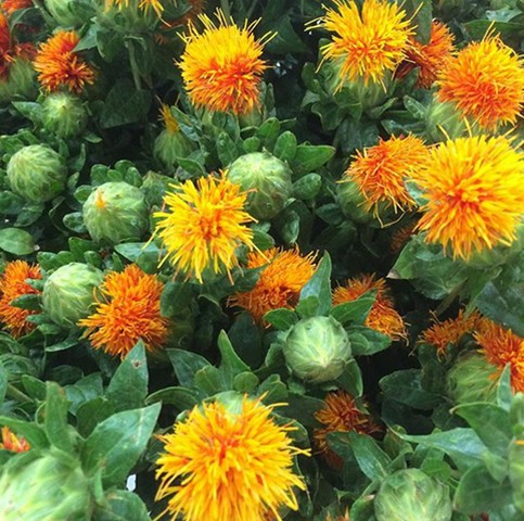 Safflower