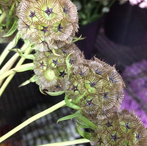 Scabiosa Pods