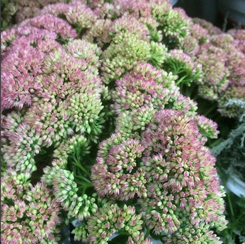 Sedum