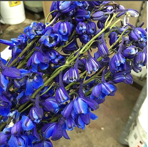 Volk Delphinium