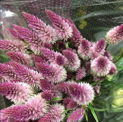 Wheat Celosia