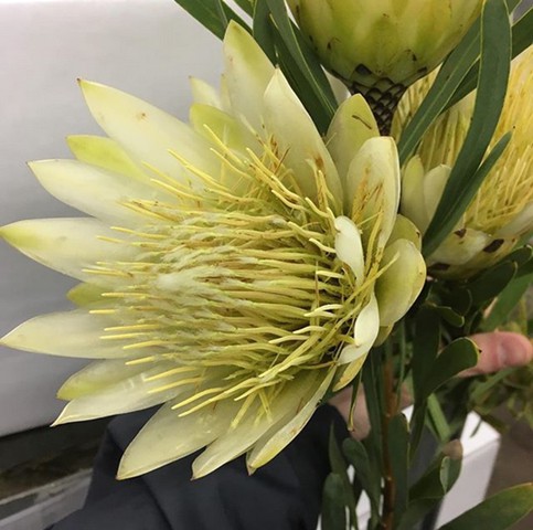 White Protea