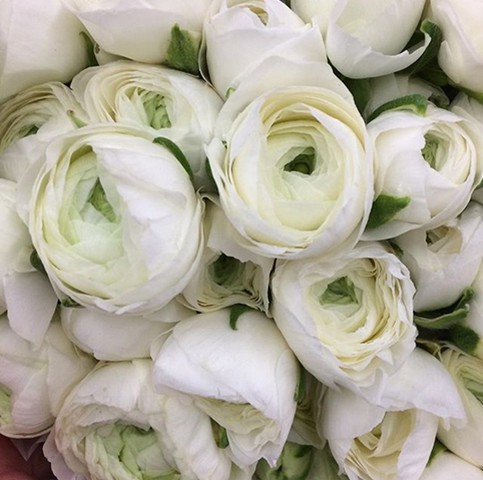 White Ranunculus