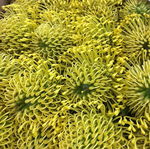 Yellow Pincushion Protea