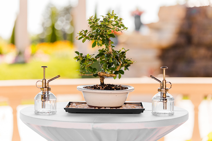Unity Bonsai