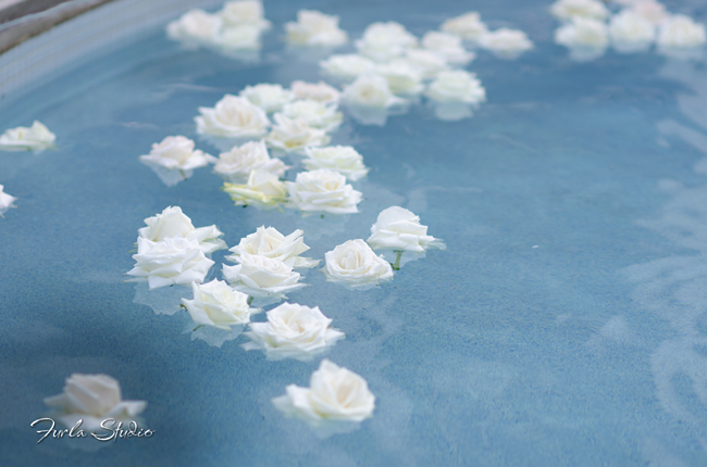 Floating Reflexed White Roses